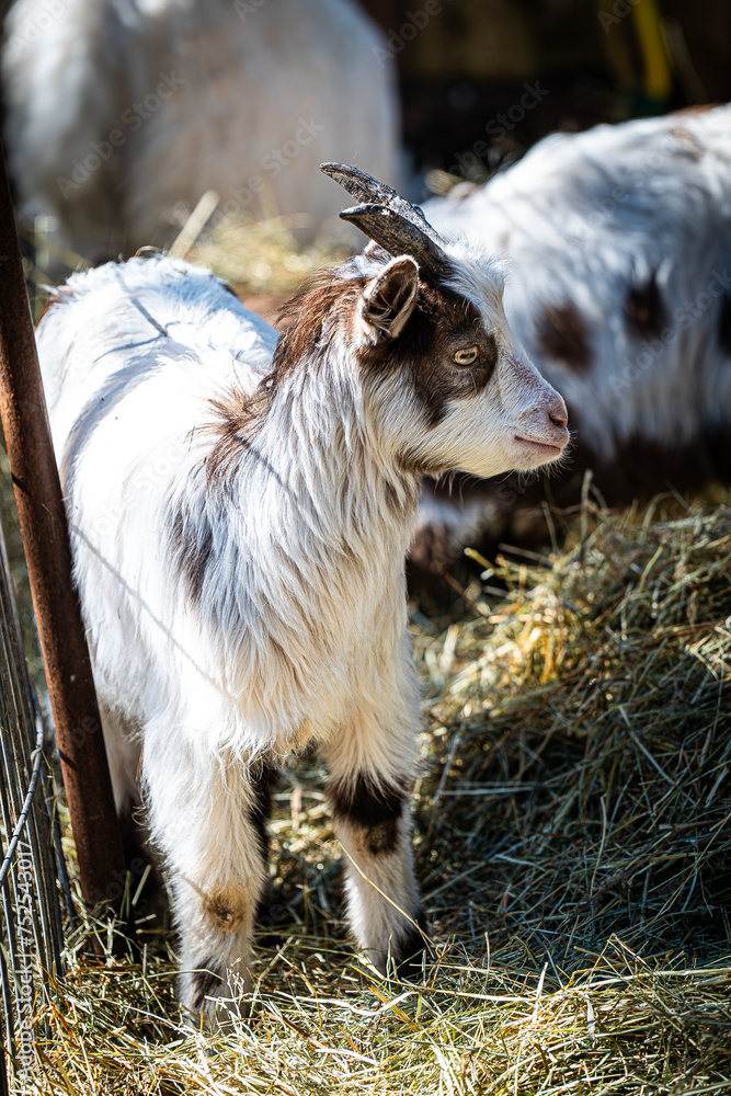Obraz premium goat on the farm