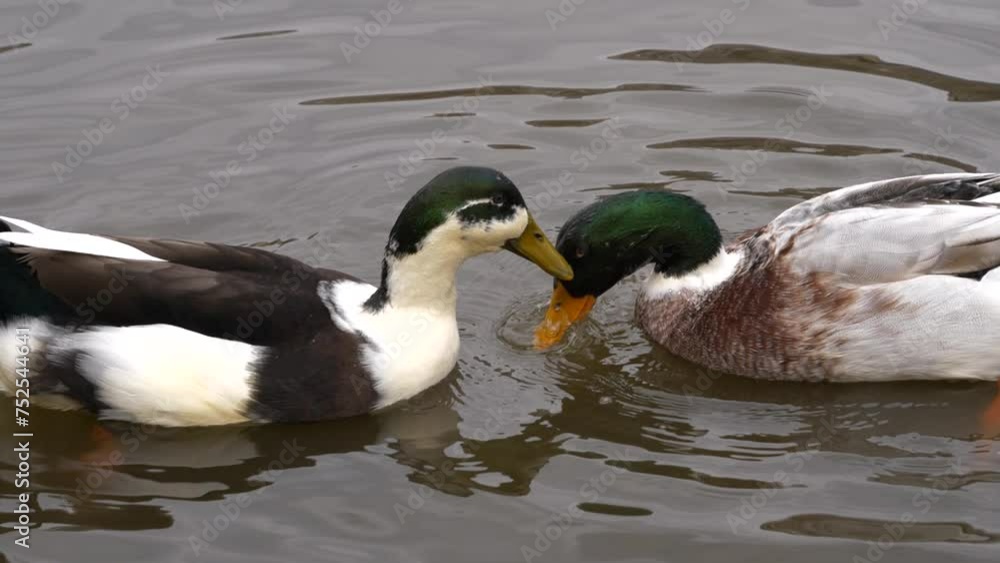 Two ducks swimming and plunging in the water, slow-motion close-up view. Two ducks swimming and plunging in the water, slow-motion close-up view.