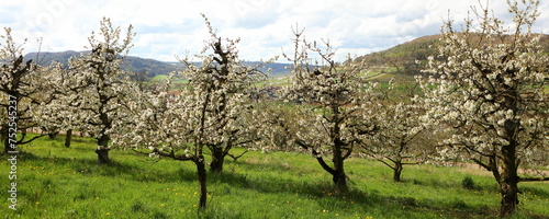 Kirschblüte in der fränkischen Schweiz photo