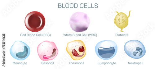 Blood cells. Blood contains many types of cells: white blood cells 
monocytes, lymphocytes, neutrophils, eosinophils, basophils, and macrophages, red blood cells erythrocytes, and platelets.