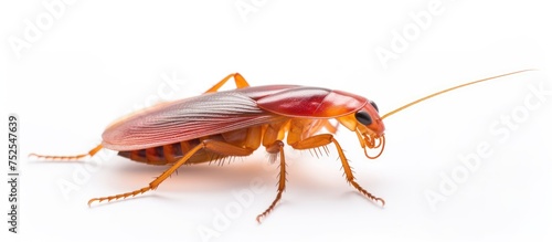 A red American cockroach, also known as a Periplaneta cockroach, is seen up close on a plain white background.