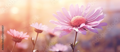 A detailed view of a pink flower with a soft focus background, highlighting the intricate petals and vibrant color. The blurred surroundings add depth to the image. © AkuAku