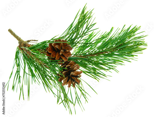 Beautiful fir tree branch with pine cones on transparent, png. Medicinal plants. Forest tree with cones.