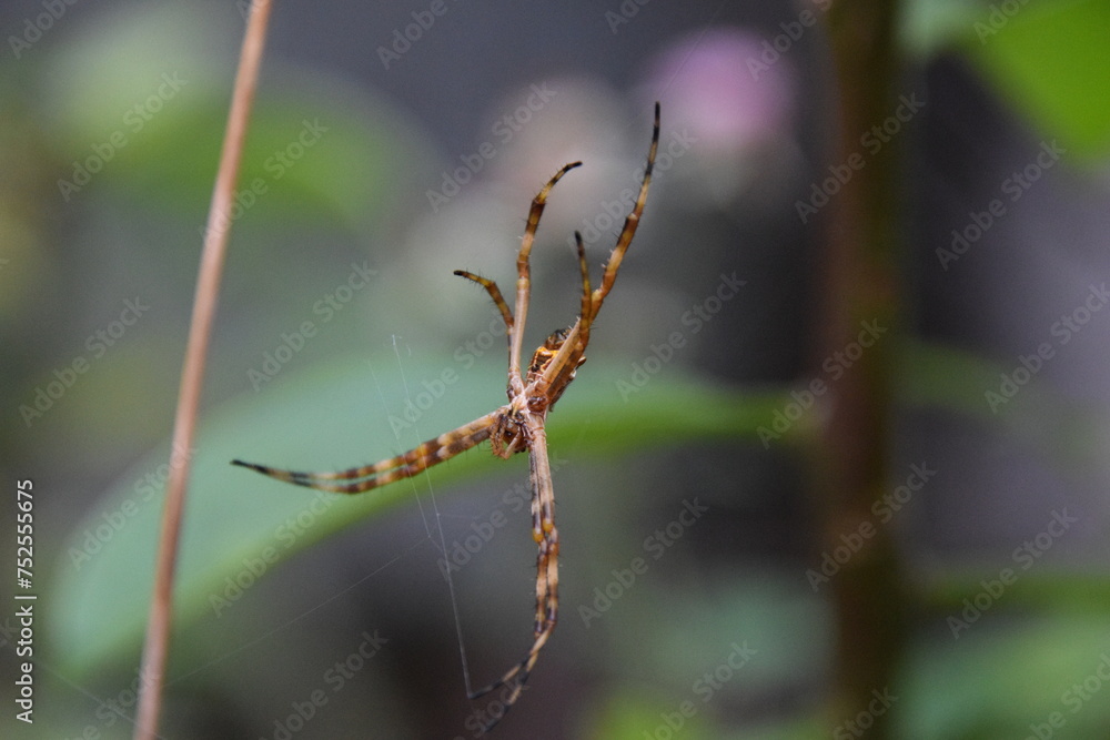 close-up argiope argentata spider hanging from its web with green background close-up argiope argentata spider hanging from its web with green background