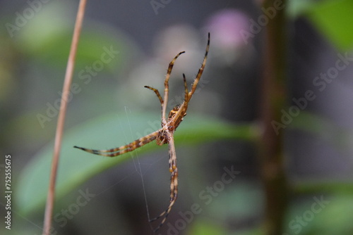 close-up argiope argentata spider hanging from its web with green background