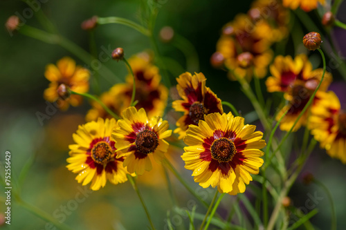 Creopsis tinctoria garden golden tickseed bright yellow and red flowers in bloom, calliopsis ornamental flowering plant photo