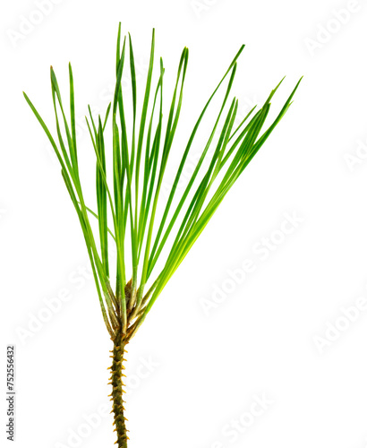 pine branches isolated on transparent, png. Fresh evergreen pine branches with green needles. Pine and cones. close up