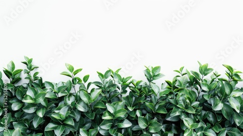 a bush with vibrant green leaves on a white background, illuminated by sunlight and offering a blank canvas for text or messages.