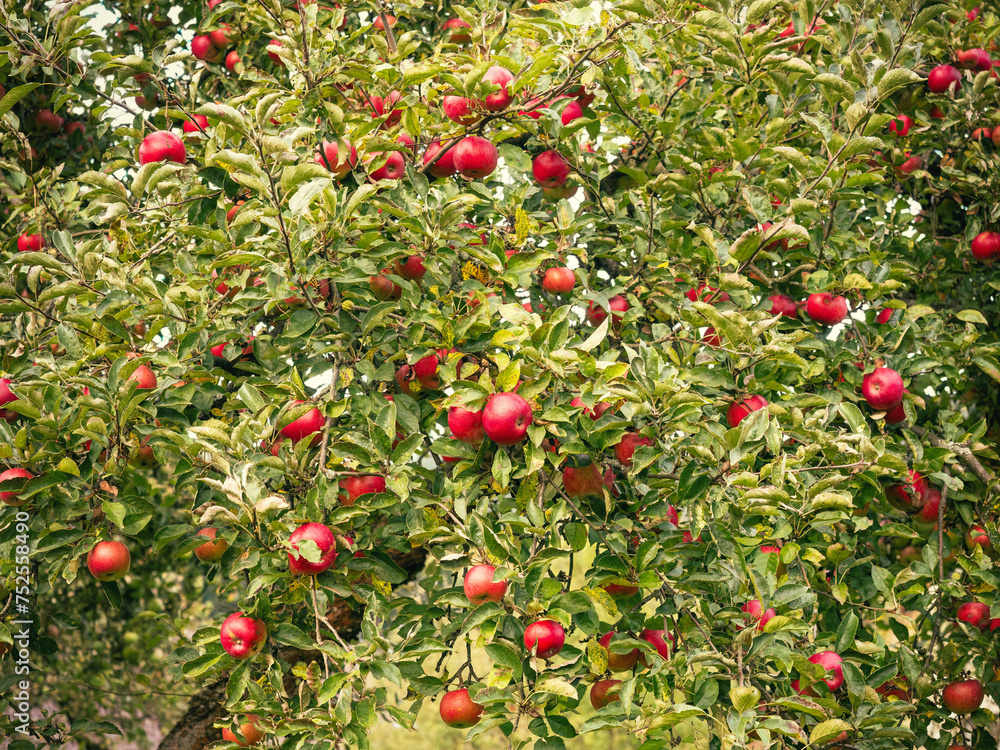 Ripe apple fruits (Malus pumila) growing in garden on tree. Bunch of fresh red apples on branch. Organic farming, healthy food, BIO viands, back to nature concept.