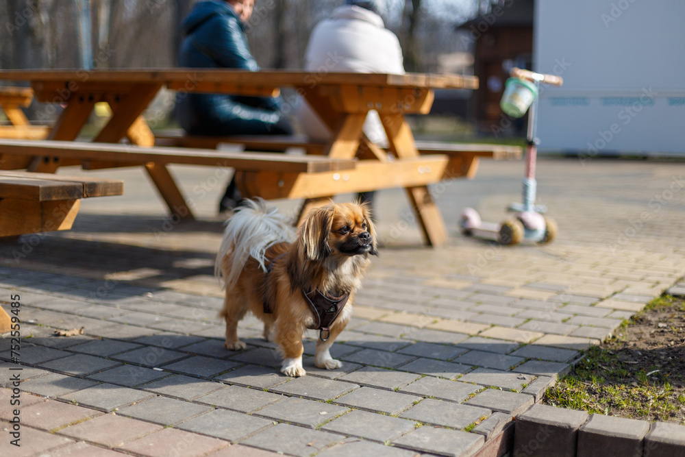 Brown Pekingese Dog Waits While Owner Is Sitting - Pet Owner Concept