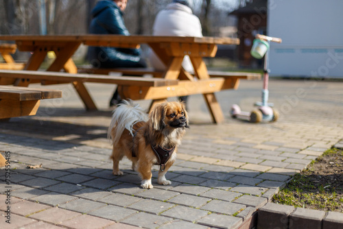 Obraz na płótnie Brown Pekingese Dog Waits While Owner Is Sitting - Pet Owner Concept w salonie