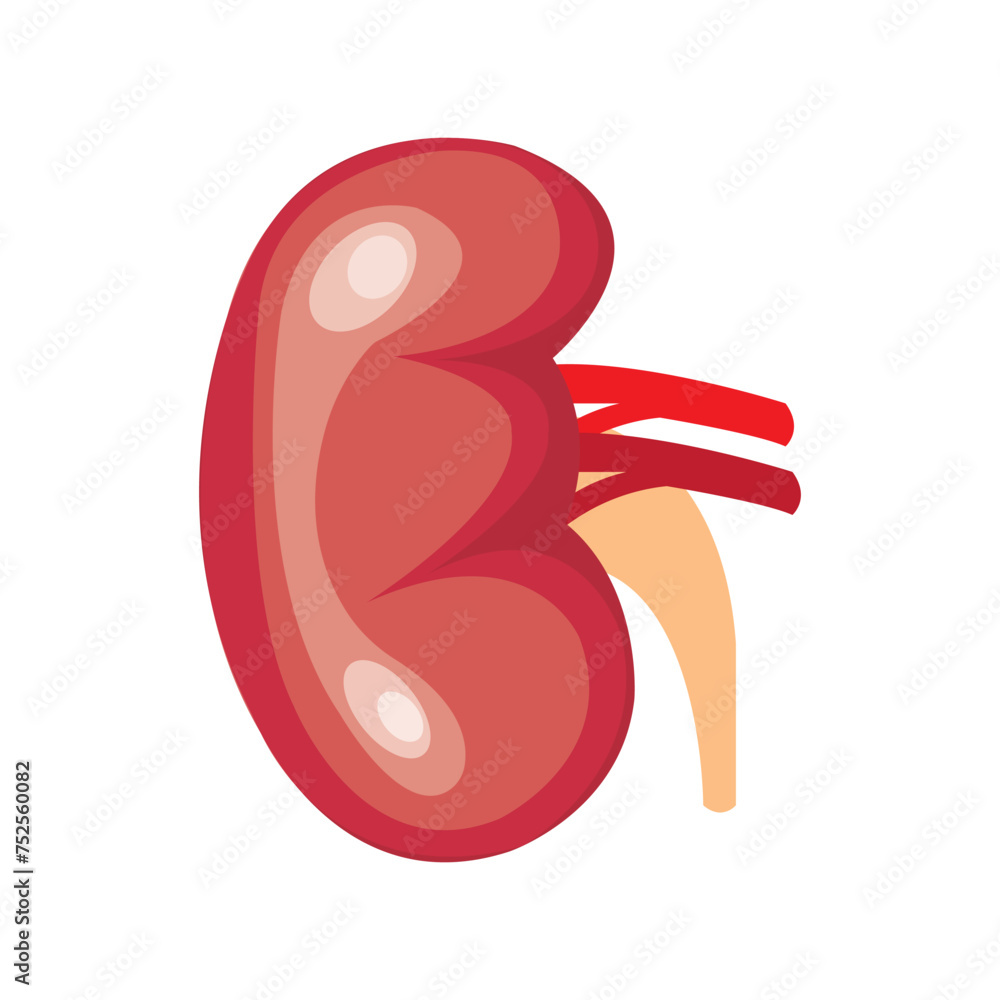 kidney icon vector illustration design template kidney icon vector illustration design template