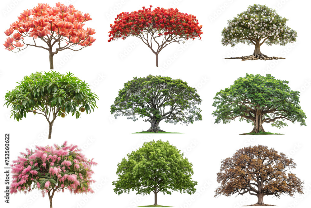 Bright Tree Types Collection of Tree Types Across Seasons - Isolated on White Transparent ...