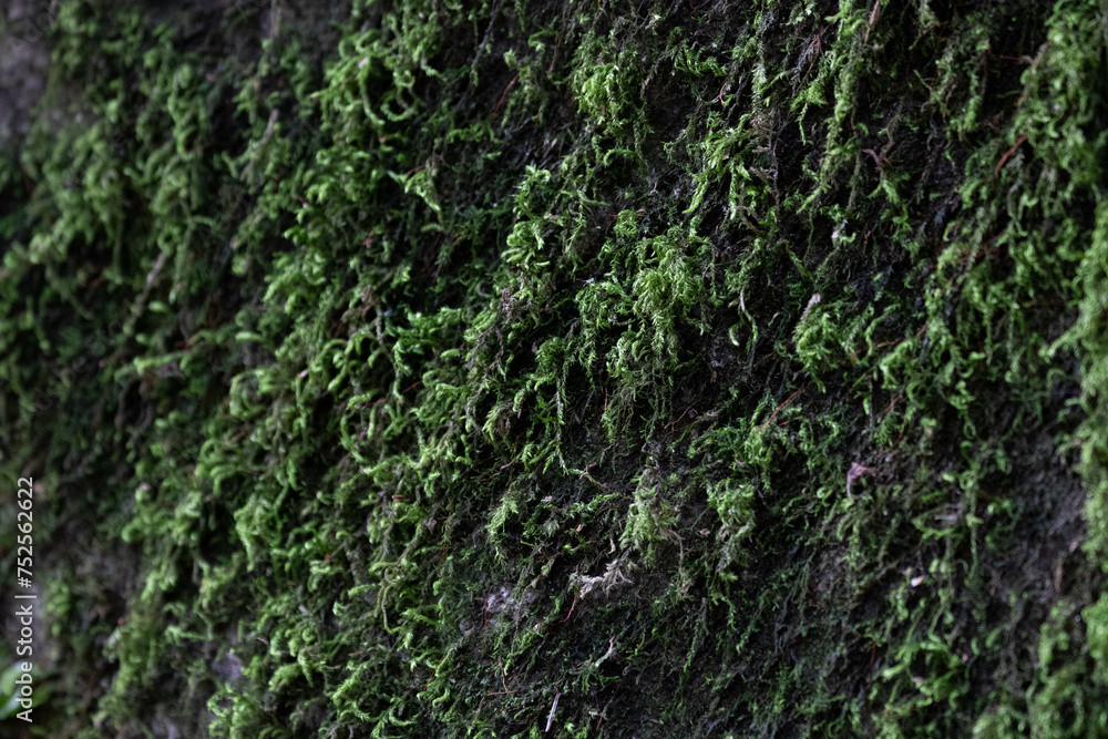 Close up Green Moss on the old rock, rainforest in summer Close up Green Moss on the old rock, rainforest in summer