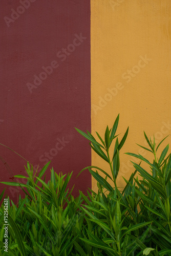 Green plants on a red and yellow background wall