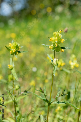 Yellow rattle (rhinanthus minor) flowers in bloom