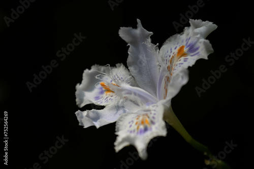 Close up beautiful Flower , Iris Japonica on black background