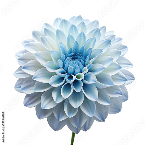 Blue Dahlia Flower. isolated on Transparent background.