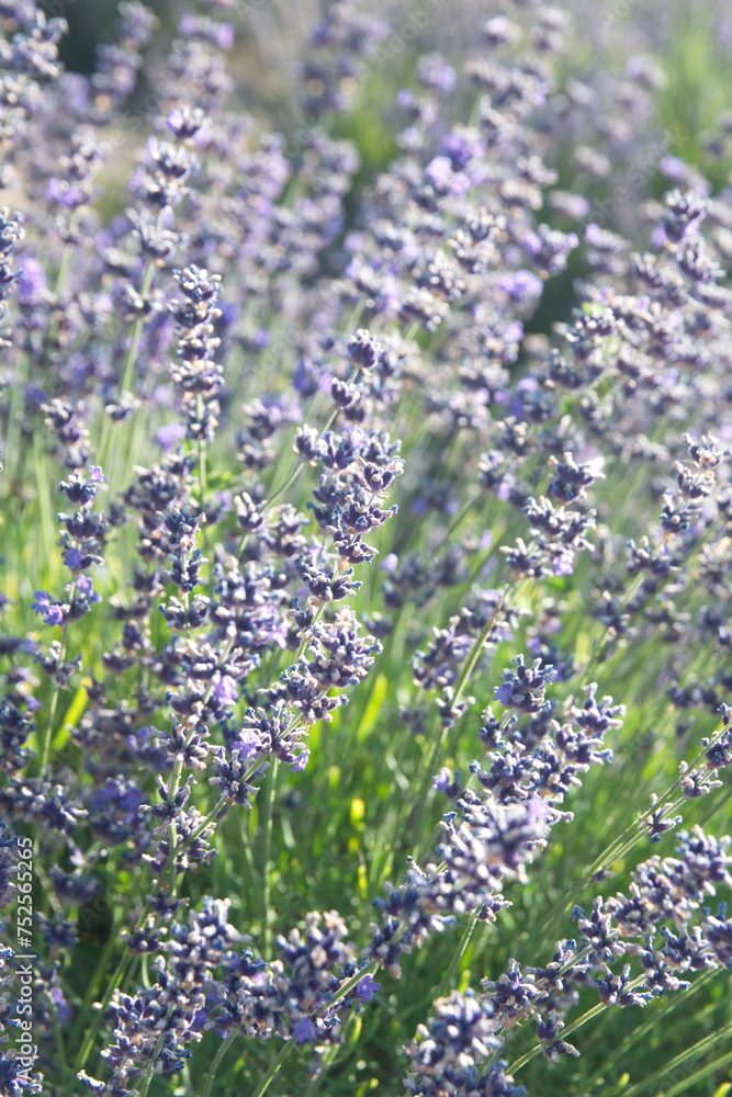 Obraz premium Field of Lavender, Lavandula angustifolia in bloom, Lavandula officinalis plants
