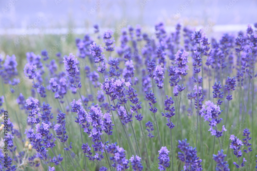 Field of Lavender, Lavandula angustifolia in bloom, Lavandula officinalis plants Field of Lavender, Lavandula angustifolia in bloom, Lavandula officinalis plants
