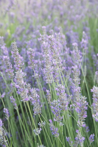 Field of Lavender, Lavandula angustifolia in bloom, Lavandula officinalis plants