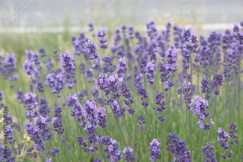 Field of Lavender  Lavandula angustifolia in bloom  Lavandula officinalis plants