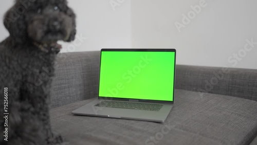 Dog sitting near computer with green screen
