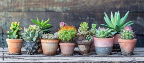 A charming display of small succulents in decorative pots, creating a cozy and inviting atmosphere indoors