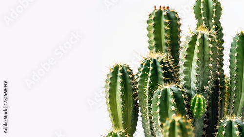 A group of cacti in a minimal style on a white background