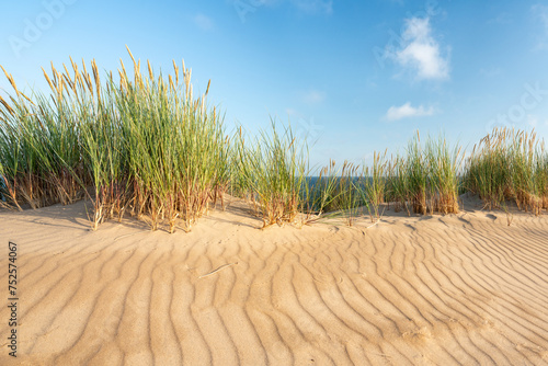 Dune beach with beachgrass in summer