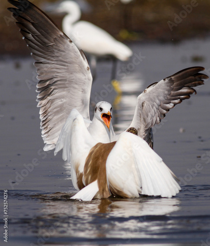 Seagull gracefully soaring above the water, wings outstretched.