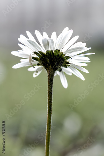 Daisy, flower