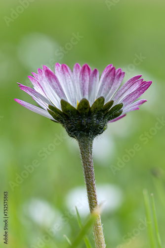 Daisy, flower