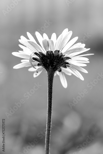 Daisy - flower