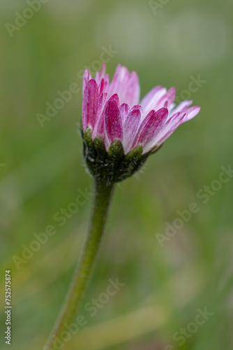 Daisy, flower