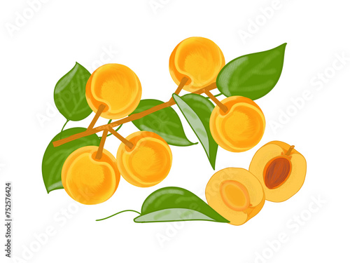 Fototapeta Naklejka Na Ścianę i Meble -  Apricots on a branch, ripe fruits, green leaves, color drawing, on a transparent background