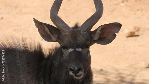 This close up video shows a Nyala (tragelaphus angasii) antelope licking it's lis in slow motion. photo