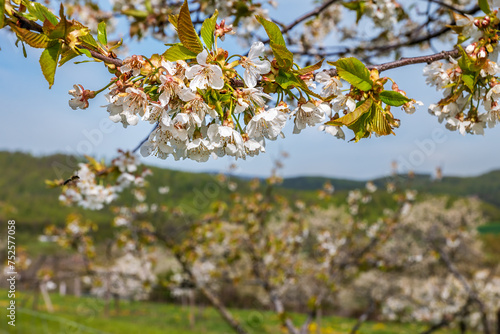 blossoming cherry tree branch in front of blurred, vivid landscape