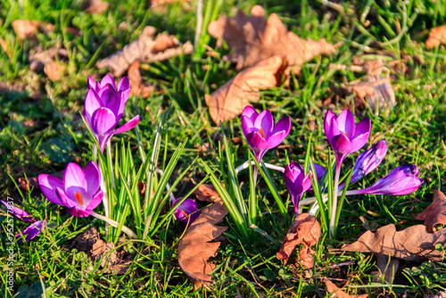 Purple crocus flowers on the lawn at spring