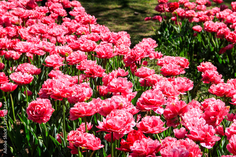 Fototapeta premium Flowerbed of double pink tulips in the park at spring
