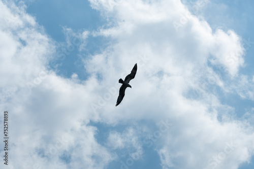 Osprey in flight