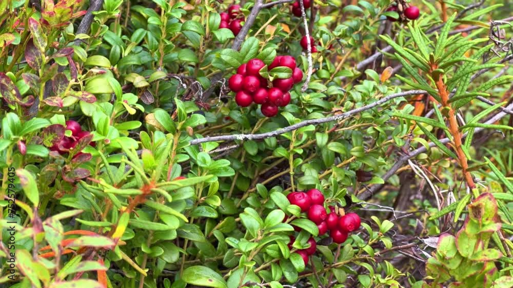 The red lingonberry berry grows in the forest on a bush. Wild wild berry. Nature in autumn. Ripe lingonberry in a quiet sunny forest. Lingonberry berries on cinematic bushes among moss in the forest. The red lingonberry berry grows in the forest on a bush. Wild wild berry. Nature in autumn. Ripe lingonberry in a quiet sunny forest. Lingonberry berries on cinematic bushes among moss in the forest.