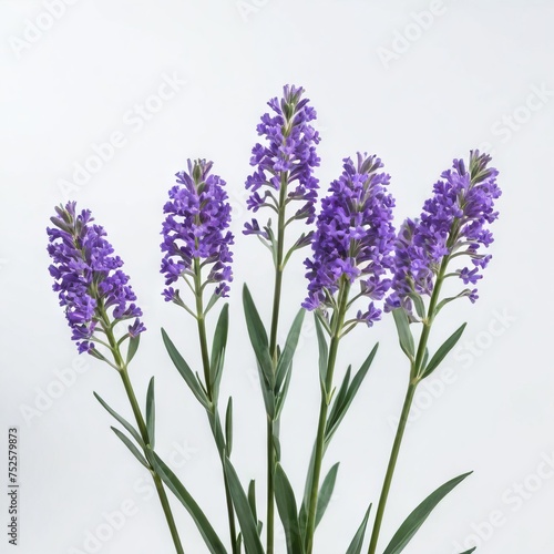 bunch of lavender flower 