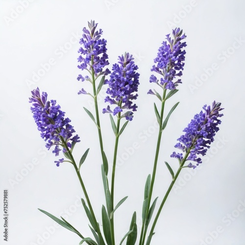 bunch of lavender flower 