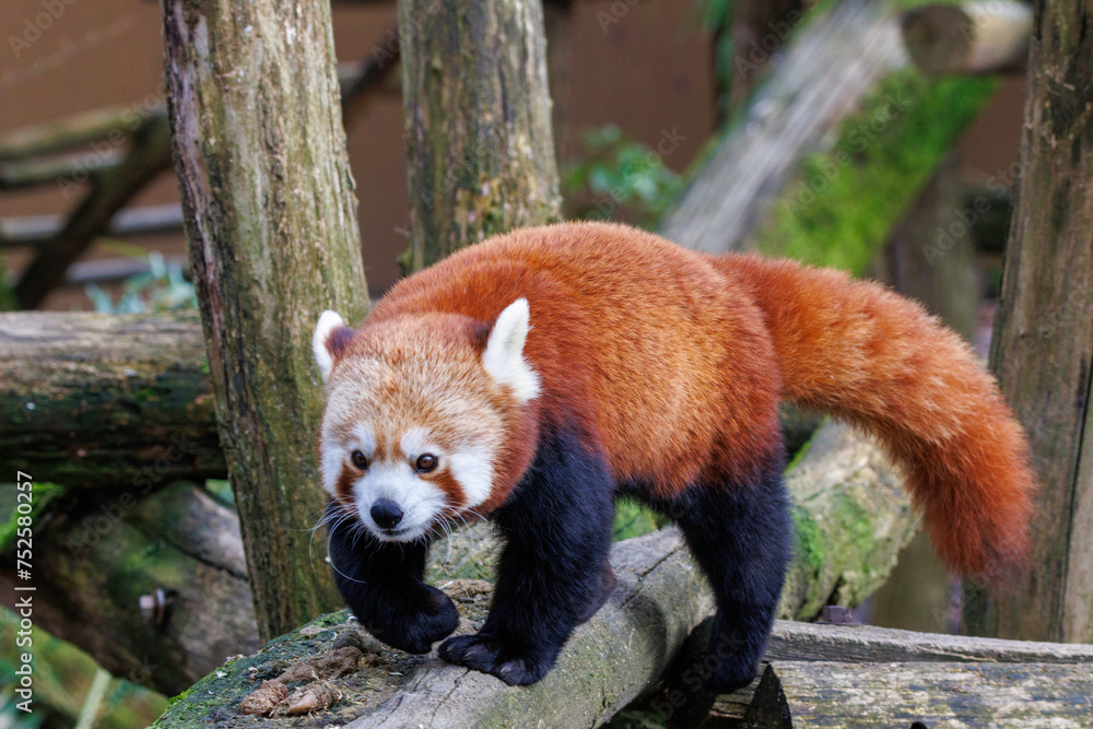 Naklejka premium Roter Panda