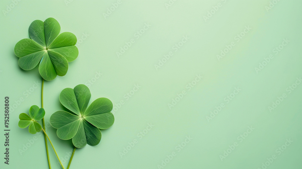 flat lay of four-leaf clovers on mint green background with wide copy space as a symbol of luck for greeting and gift cards flat lay of four-leaf clovers on mint green background with wide copy space as a symbol of luck for greeting and gift cards