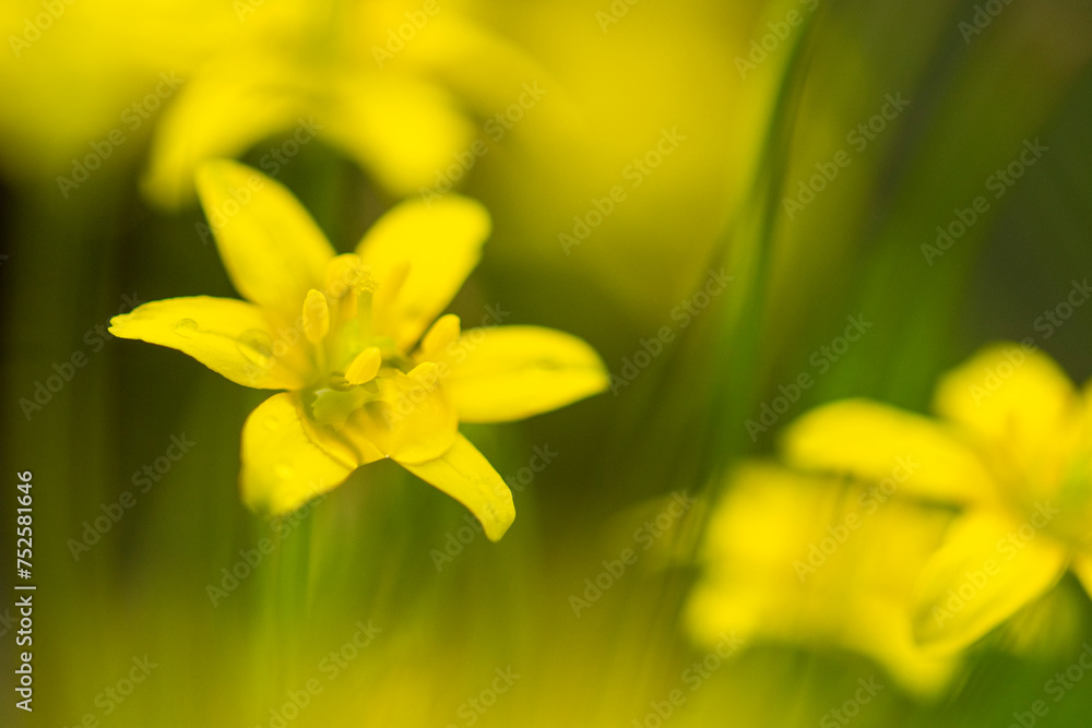Soft focus image of vibrant yellow wildflowers, with a dreamy blur effect enhancing the delicate beauty of the blooms in their natural setting Soft focus image of vibrant yellow wildflowers, with a dreamy blur effect enhancing the delicate beauty of the blooms in their natural setting