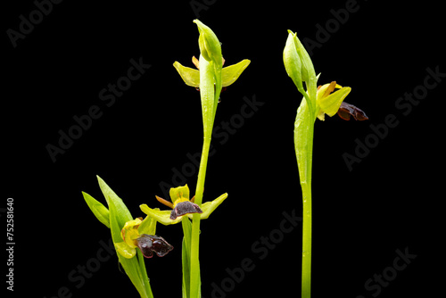 Three striking Ophrys lupercalis orchids with prominent brown labellum, showcasing the unique beauty of wild orchids against a dark background photo