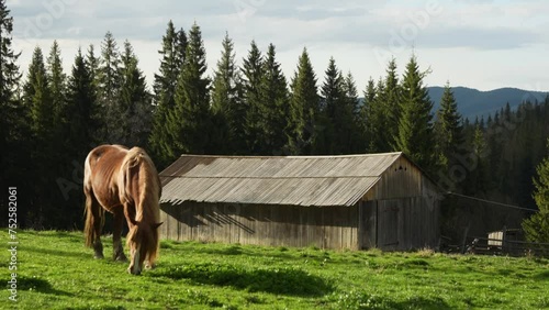 Beautiful brown horse. 