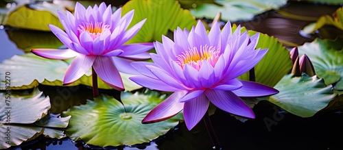 Two vibrant purple water lilies bloom in a pond  surrounded by green lily pads. The serene scene captures the beauty of aquatic flora in a natural setting.
